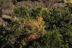 Asparagus mollis