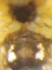 Cyclosa psylla