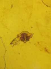 Cyclosa psylla