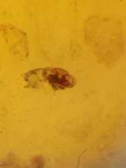 Cyclosa psylla
