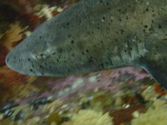 Triakis megalopterus