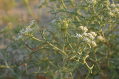 Echinophora spinosa