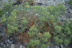 Echinophora spinosa