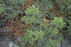 Echinophora spinosa