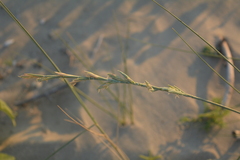 Elymus farctus
