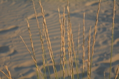 Elymus farctus