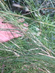 Austrostipa ramosissima