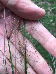 Austrostipa ramosissima