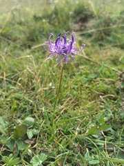 Phyteuma orbiculare orbiculare