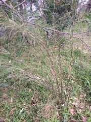 Austrostipa ramosissima