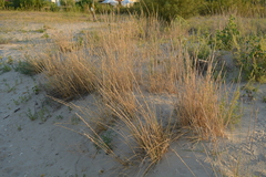 Elymus farctus
