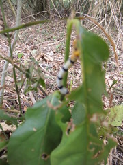 Mitriostigma axillare