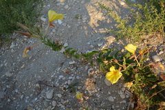 Oenothera