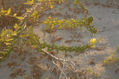 Oenothera
