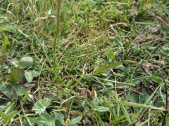 Phyteuma orbiculare orbiculare