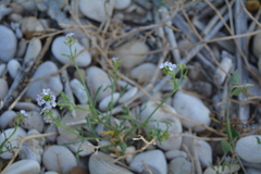 Cakile maritima
