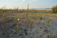Oenothera