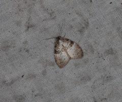 Acatapaustus mesoleuca