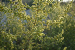 Salsola kali