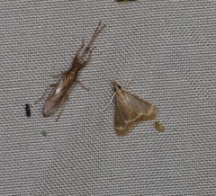 Clupeosoma pellucidalis