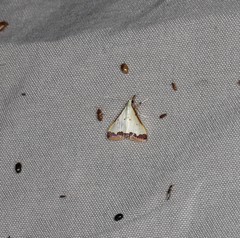 Autocharis hedyphaes