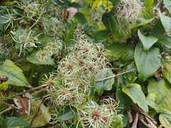 Clematis vitalba