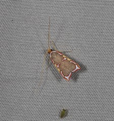 Barantola pulcherrima