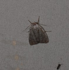 Barasa cymatistis