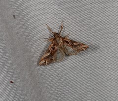 Callopistria coelisigna