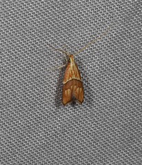 Crocanthes zonodesma