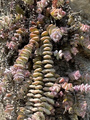 Crassula rupestris marnierana