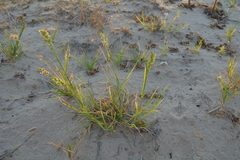 Cenchrus spinifex
