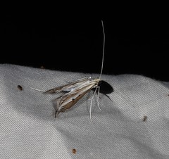Euclasta maceratalis