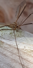 Tipula paludosa