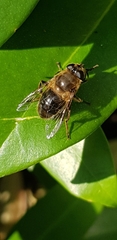Eristalis tenax