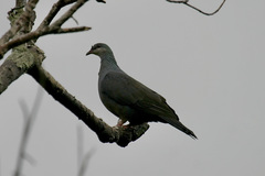 Columba vitiensis