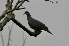 Columba vitiensis