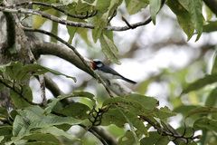 Myiagra castaneigularis