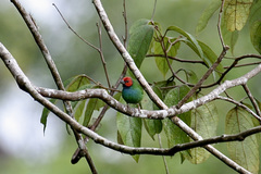 Erythrura pealii