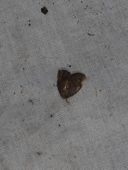 Hemonia micrommata