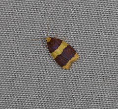 Heterallactis phlogozona