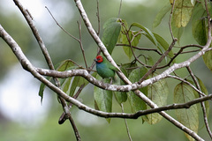 Erythrura pealii