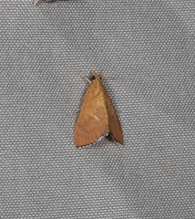 Hyalobathra brevialis