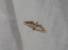 Idaea trypheropa