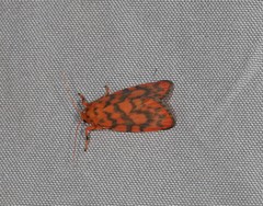 Miltochrista quadrilineata