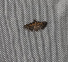 Metasia polytima