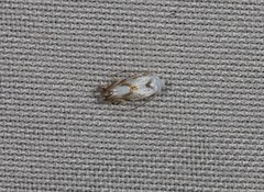 Opostegoides gephyraea