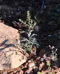 Lepidium africanum divaricatum