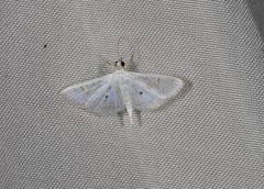 Palpita horakae