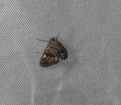 Parapoynx tenebralis